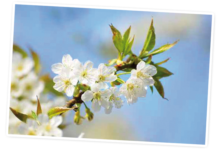 A branch with white blossoms against a blue sky.