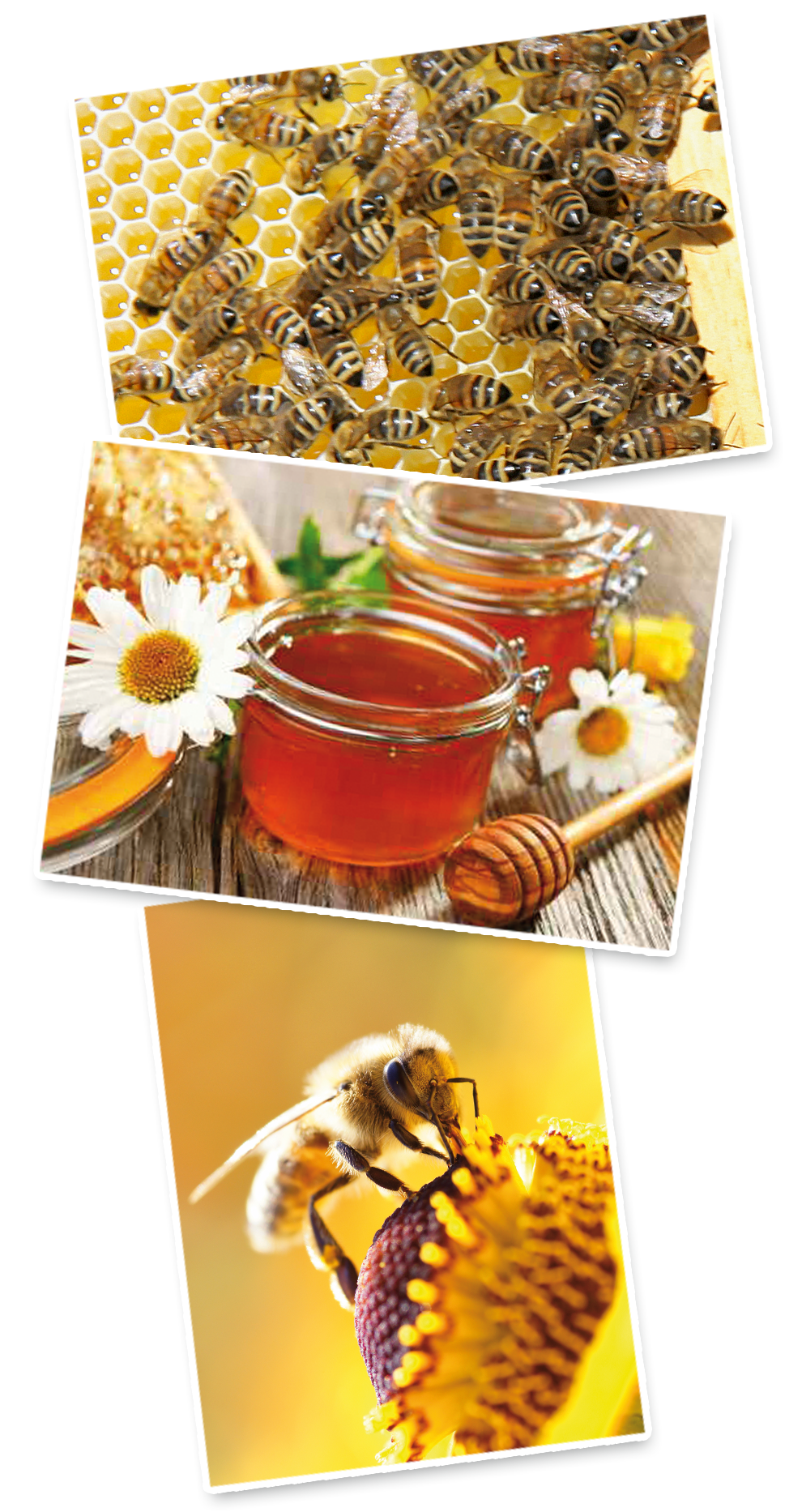 Bee, honeycomb, honey, and flower.