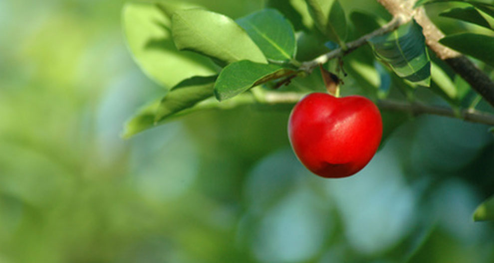 A ripe red fruit hangs from a tree branch amidst green leaves.