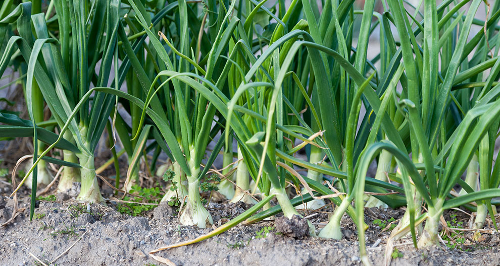 Green plants with white bulbs growing in soil.