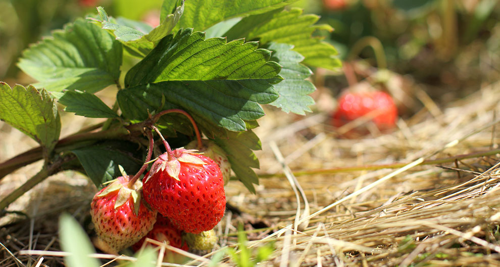 A ripe strawberry hangs from its stem amidst green leaves and straw mulch.