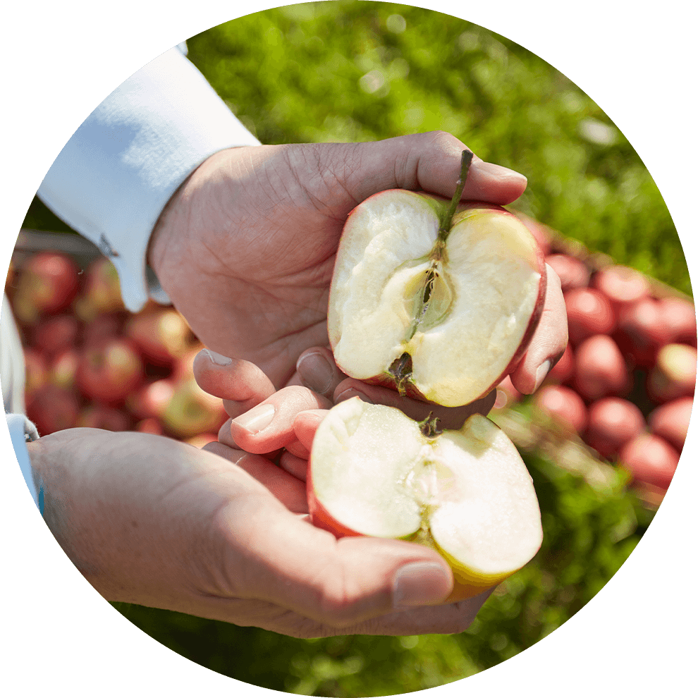 A hand holds a freshly cut apple half, with a background of more apples and green grass.